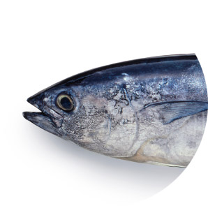 Atún Albacora
