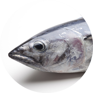 Atún Bigeye