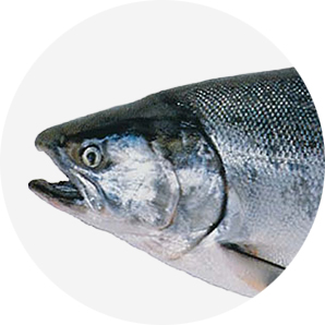 Coho (Oncorhynchus kisutch)