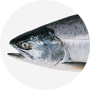 Pink Salmon (Oncorhynchus gorbuscha)