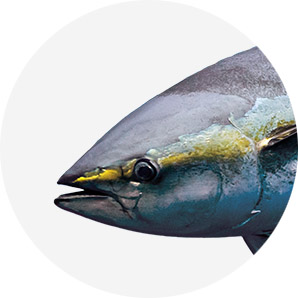 Atún yellowfin - estelas trading